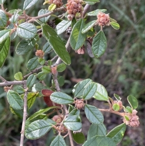 Pomaderris betulina subsp. actensis at Paddys River, ACT - 8 Jul 2021