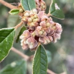 Pomaderris betulina subsp. actensis at Paddys River, ACT - 8 Jul 2021