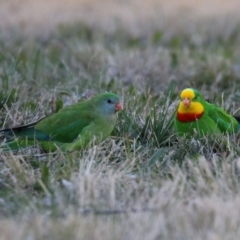 Polytelis swainsonii (Superb Parrot) at Wanniassa, ACT - 8 Jul 2021 by RodDeb