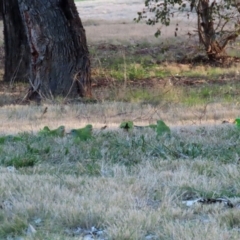 Polytelis swainsonii at Wanniassa, ACT - suppressed