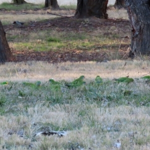 Polytelis swainsonii at Wanniassa, ACT - suppressed