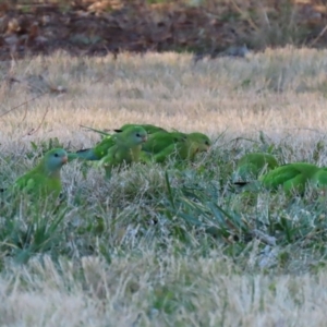 Polytelis swainsonii at Wanniassa, ACT - suppressed