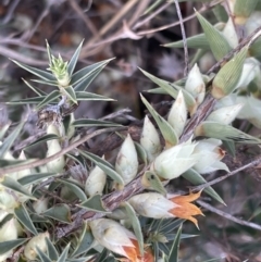 Melichrus urceolatus (Urn Heath) at Paddys River, ACT - 8 Jul 2021 by JaneR