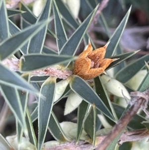 Melichrus urceolatus at Paddys River, ACT - 8 Jul 2021