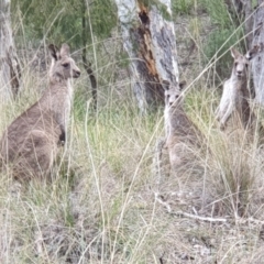 Macropus giganteus (Eastern Grey Kangaroo) at Holt, ACT - 15 Jun 2021 by drakes