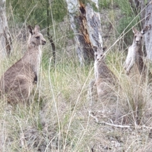 Macropus giganteus at Holt, ACT - 15 Jun 2021 10:05 AM