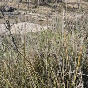 Carex tereticaulis at Paddys River, ACT - 8 Jul 2021