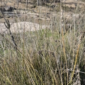 Carex tereticaulis at Paddys River, ACT - 8 Jul 2021 01:00 PM