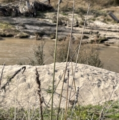 Carex tereticaulis at Paddys River, ACT - 8 Jul 2021 01:00 PM