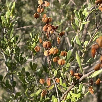 Bursaria spinosa (Native Blackthorn, Sweet Bursaria) at Paddys River, ACT - 8 Jul 2021 by JaneR