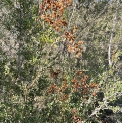 Bursaria spinosa at Paddys River, ACT - 8 Jul 2021 12:49 PM