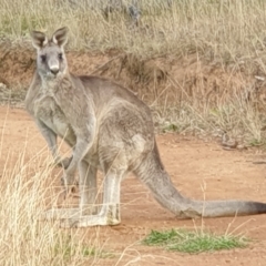 Macropus giganteus (Eastern Grey Kangaroo) at Cook, ACT - 13 Jun 2021 by drakes