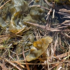 Nostoc sp. (genus) (A cyanobacterium) at Turallo Nature Reserve - 5 Jul 2021 by JaneR