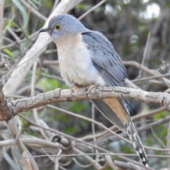 Cacomantis flabelliformis (Fan-tailed Cuckoo) at Acton, ACT - 9 Jul 2021 by HelenCross