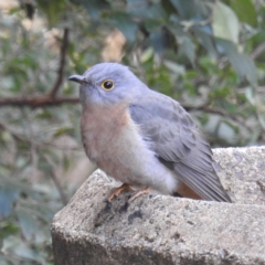 Cacomantis flabelliformis at Acton, ACT - 9 Jul 2021