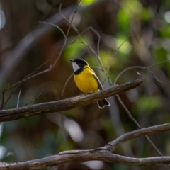 Pachycephala pectoralis (Golden Whistler) at Brindabella National Park - 8 Jul 2021 by trevsci