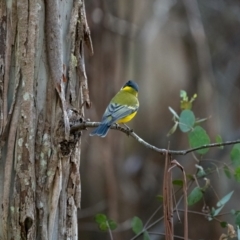 Pachycephala pectoralis at Uriarra, NSW - 8 Jul 2021 12:03 PM