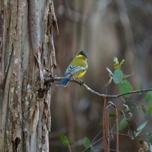 Pachycephala pectoralis at Uriarra, NSW - 8 Jul 2021 12:03 PM