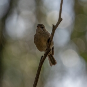 Pachycephala pectoralis at Uriarra, NSW - 8 Jul 2021 12:03 PM