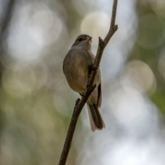 Pachycephala pectoralis at Uriarra, NSW - 8 Jul 2021 12:03 PM