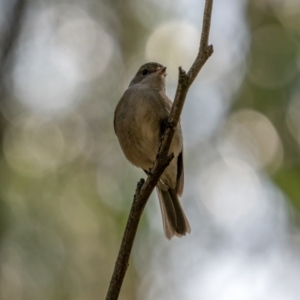 Pachycephala pectoralis at Uriarra, NSW - 8 Jul 2021