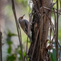Climacteris erythrops (Red-browed Treecreeper) at Uriarra, NSW - 8 Jul 2021 by trevsci
