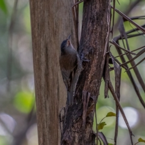 Climacteris erythrops at Uriarra, NSW - 8 Jul 2021