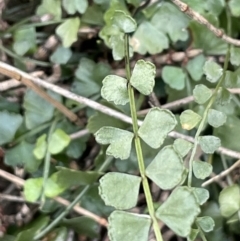 Asplenium flabellifolium (Necklace Fern) at Majura, ACT - 9 Jul 2021 by JaneR