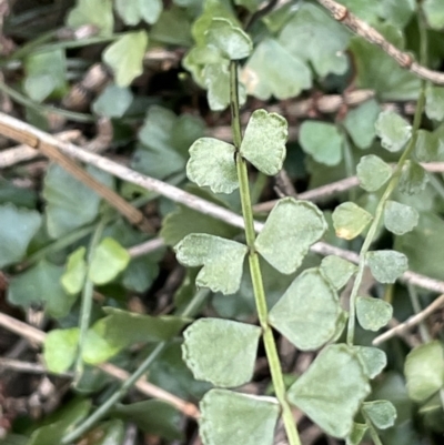 Asplenium flabellifolium (Necklace Fern) at Majura, ACT - 9 Jul 2021 by JaneR