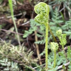 Cheilanthes austrotenuifolia (Rock Fern) at Mount Ainslie - 9 Jul 2021 by JaneR