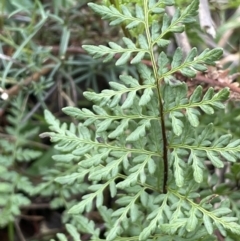 Cheilanthes austrotenuifolia at Majura, ACT - 9 Jul 2021