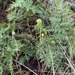 Cheilanthes austrotenuifolia at Majura, ACT - 9 Jul 2021