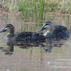 Anas superciliosa (Pacific Black Duck) at Symonston, ACT - 9 Jul 2021 by CallumBraeRuralProperty