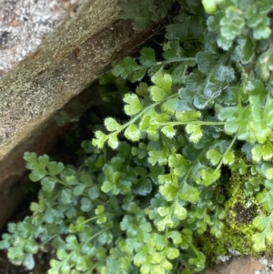 Asplenium subglandulosum at Majura, ACT - 9 Jul 2021