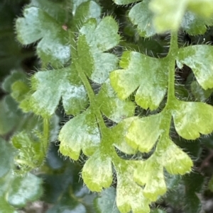 Pleurosorus rutifolius at Majura, ACT - 9 Jul 2021