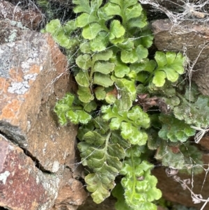 Asplenium subglandulosum at Majura, ACT - 9 Jul 2021