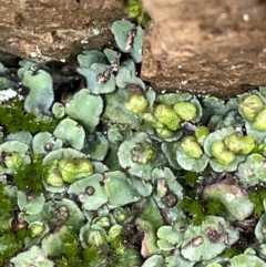 Plagiochasma rupestre (A liverwort) at Mount Ainslie - 9 Jul 2021 by JaneR