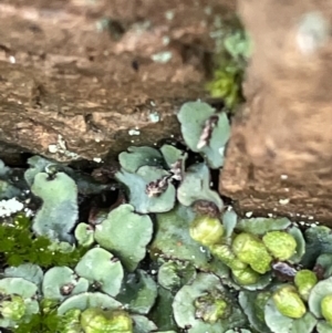 Plagiochasma rupestre at Majura, ACT - 9 Jul 2021 03:04 PM