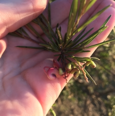 Grevillea rosmarinifolia subsp. rosmarinifolia (Rosemary Grevillea) at Red Hill to Yarralumla Creek - 28 Jun 2021 by Tapirlord