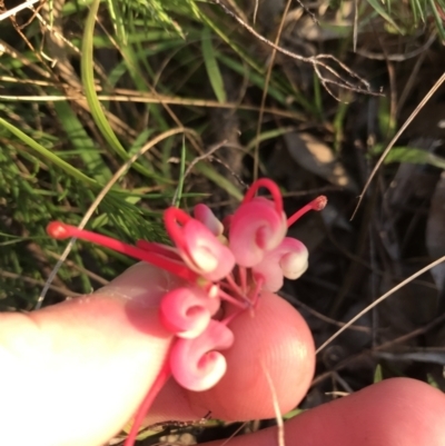 Grevillea rosmarinifolia subsp. rosmarinifolia (Rosemary Grevillea) at Hughes, ACT - 28 Jun 2021 by Tapirlord