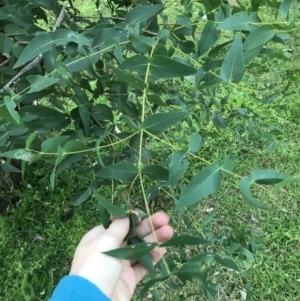 Eucalyptus elata at Garran, ACT - 28 Jun 2021 04:41 PM