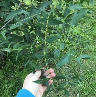 Eucalyptus elata (River Peppermint) at Federal Golf Course - 28 Jun 2021 by Tapirlord