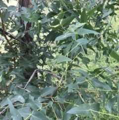 Eucalyptus elata at Garran, ACT - 28 Jun 2021 04:41 PM