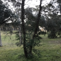 Eucalyptus elata at Garran, ACT - 28 Jun 2021
