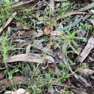 Lepidium africanum at Garran, ACT - 28 Jun 2021 04:47 PM