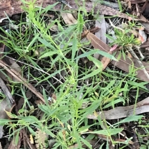 Lepidium africanum at Garran, ACT - 28 Jun 2021 04:47 PM