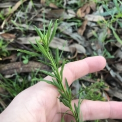 Lepidium africanum at Garran, ACT - 28 Jun 2021 04:47 PM