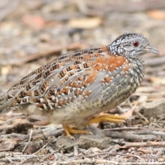 Turnix varius (Painted Buttonquail) at Bournda, NSW - 5 Oct 2018 by KylieWaldon