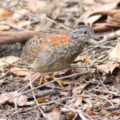 Turnix varius at Bournda, NSW - 5 Oct 2018