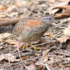 Turnix varius at Bournda, NSW - 5 Oct 2018 11:28 AM